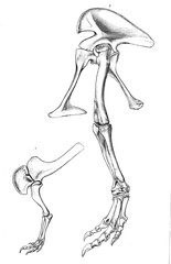 Illustration of dinosaur 