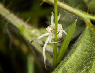 White crab spider which waits in ambush to catch its prey