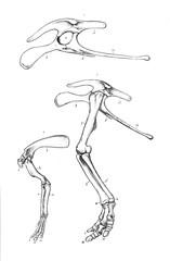 Illustration of dinosaur 