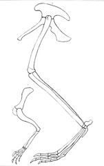 Illustration of dinosaur 