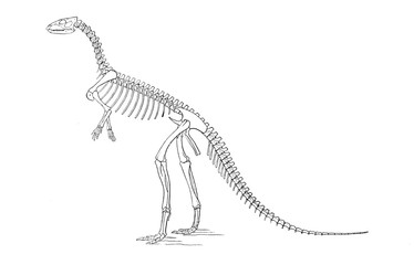 Illustration of dinosaur 