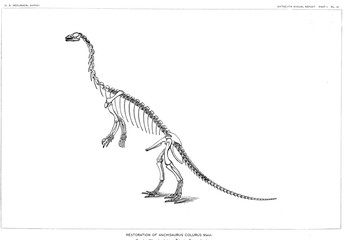 Illustration of dinosaur  © ruskpp