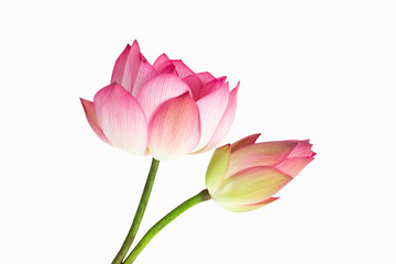 Obraz na płótnie Canvas Beautiful pink lotus flower bouquet isolated on white background.