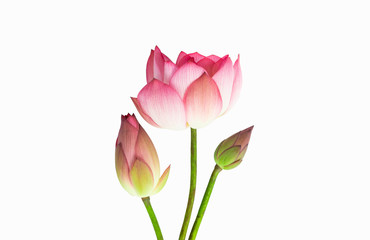 Pink lotus flower bouquet isolated on white background.