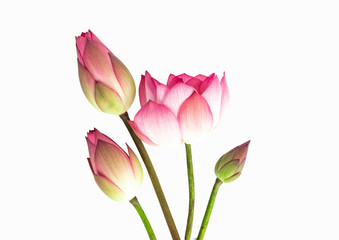 lotus flower bouquet isolated on white background