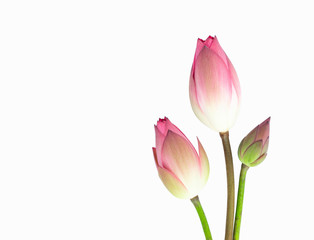lotus flower bouquet isolated on white background.