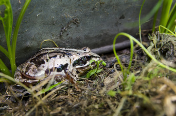 А frog on the grass