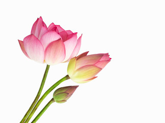 Pink lotus flower bouquet isolated on white background