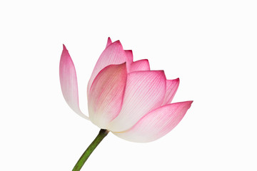 Obraz na płótnie Canvas Pink lotus flower isolated on white background