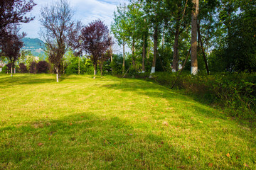 Fototapeta na wymiar Meadows and trees in the park