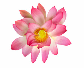 Top view beautiful pink lotus flower isolated on white background