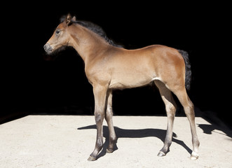 Fototapeta na wymiar Warmblood foal black background