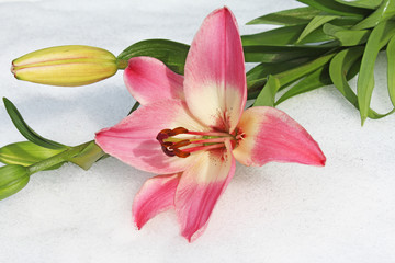 Obraz na płótnie Canvas ピンクのユリの花