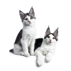 Two blue tabby high white harlequin maine coon cat kittens sitting sitting and laying down with paws on the edge, looking at lens isolated on white background