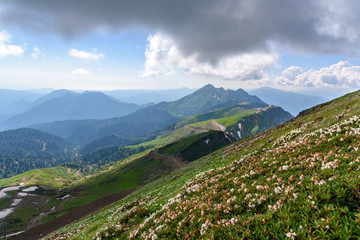 Fototapeta na wymiar Rhododendron flowers on a mountain slope