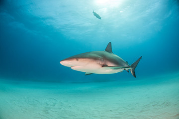 Caribbean reef shark at the Bahamas