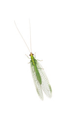 Close up of a Lacewing (Chrysoperla carnea) isolated on white background