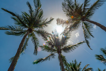 Obraz na płótnie Canvas Sunlight and Palm Trees
