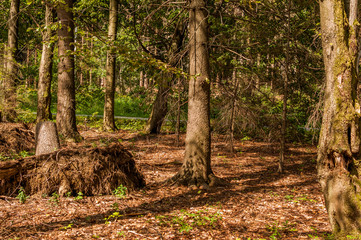 Las jesienną porą, wycinka drzew