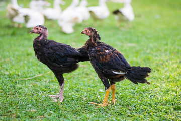 little chickens on green field