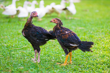 little chickens on green field