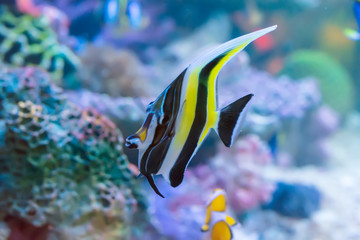 The marine fish are color of the sea.