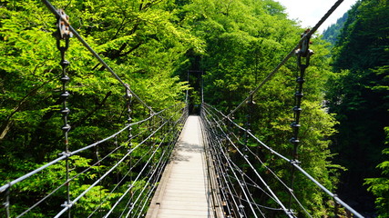 Fototapeta premium 吊り橋 付知峡
