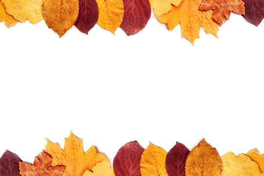Top view of autumn leaves on white background