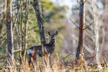 Vigilant deer buck standing and looking at the camera in the forest