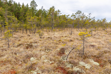 Bog landscape view with pine trees