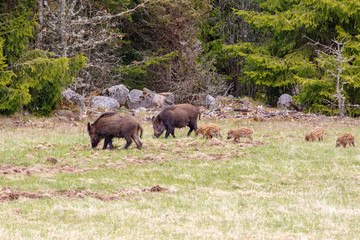 Plakat Flock with Wild boars and piglets