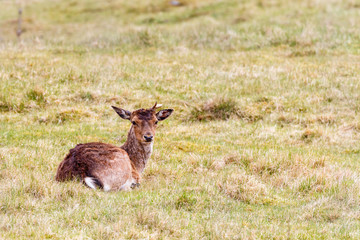 Naklejka na ściany i meble Fallow deer lying down in the grass and resting