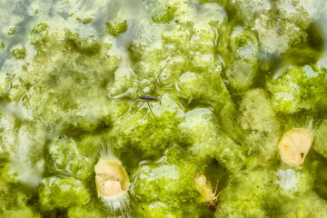 Gerridae or water striders, live on dirty water.