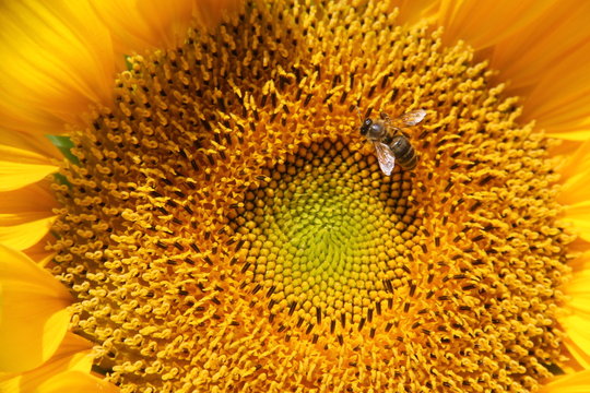Sonnenblume mit Biene, Nahaufname