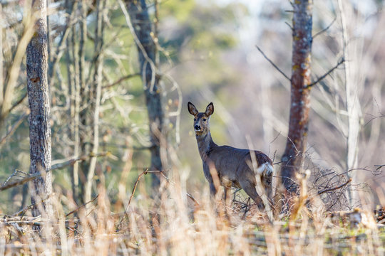 Roe deer standing in the forest and looking
