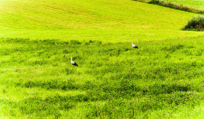 Obraz premium Storks in the meadow