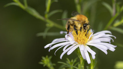 Biene auf einer Blüte