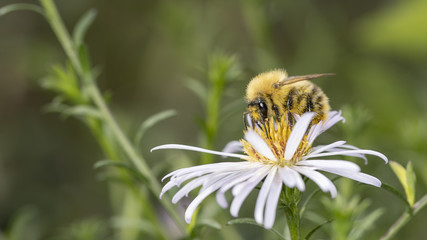 Biene auf einer Bl&uuml;te