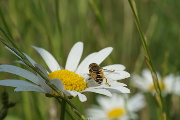 Biene und Blüte