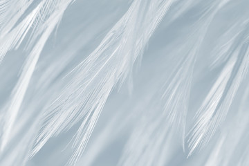 Black and white vintage color trends chicken feather texture background