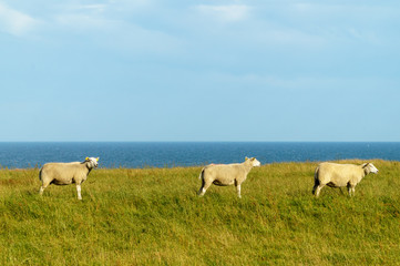 Naklejka na ściany i meble Tree sheeps in scenic landscape