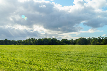 Agriculture field with green grass in summer 