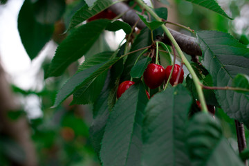red, berry, cherry, tree, fruit, green, nature, leaf, branch, plant, ripe, summer, berries, leaves,...