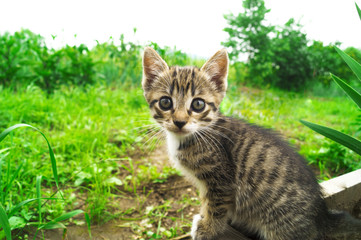 Obraz premium A small striped kitten in the grass