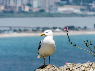 Seagull in Sardegna
