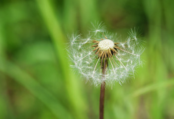 Dandelion, close-up. Macro with shallow depth of field.