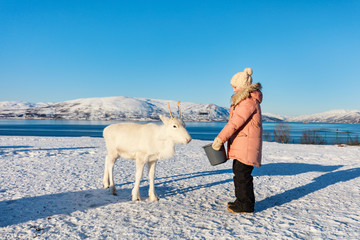 Little girl feeding reindeer