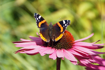 Schmetterling auf der Blume (Kleiner Fuchs)