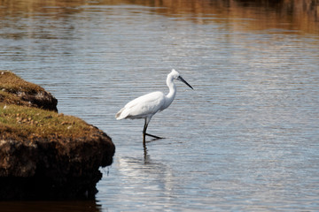 Little Egret