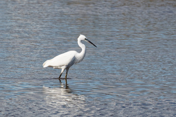 Little Egret Wading